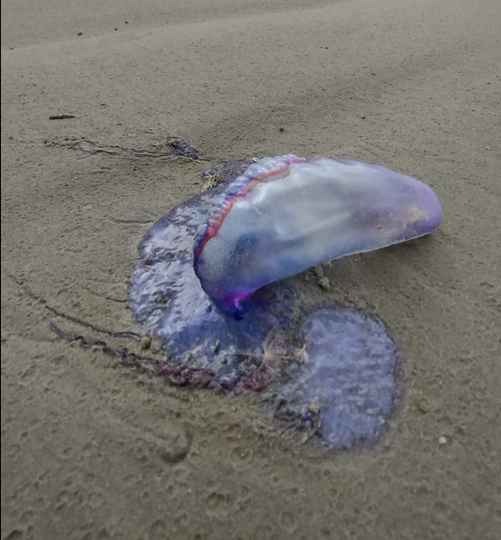 CARAVELAS-PORTUGUESAS APARECEM EM GRANDE VOLUME NAS PRAIAS DA CIDADE